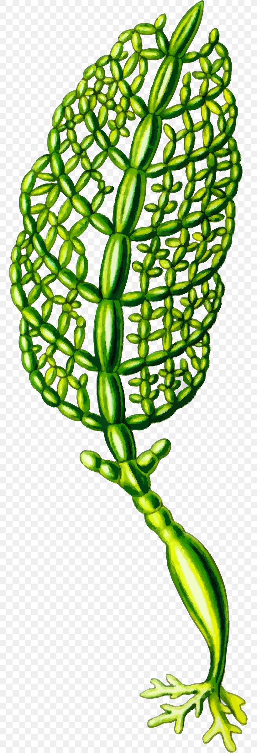 Art Forms In Nature Algae Seaweed Plant Clip Art, PNG, 760x2400px, Art Forms In Nature, Algae, Ernst Haeckel, Leaf, Organism Download Free