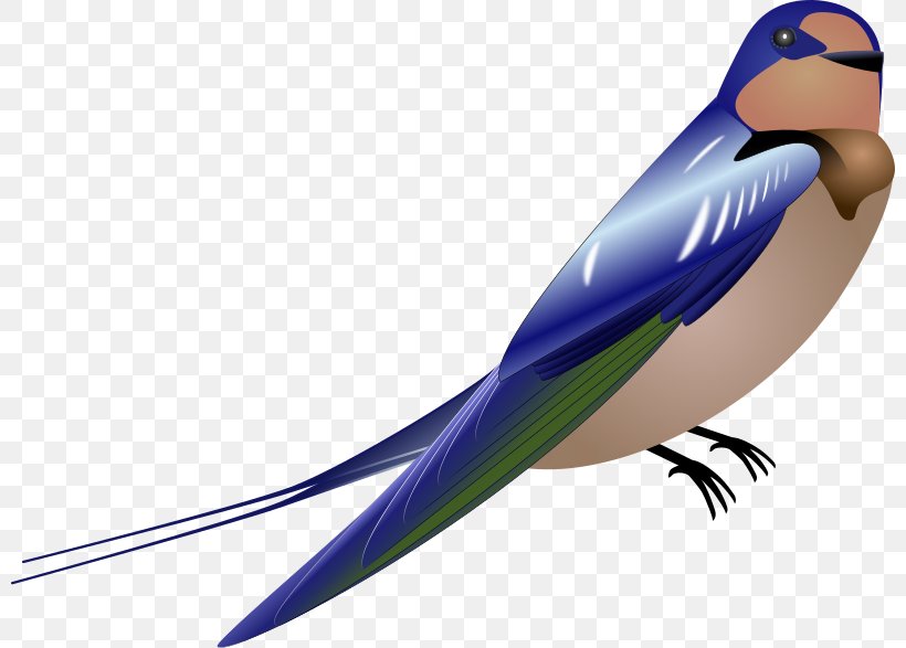 Desktop Wallpaper Download Clip Art, PNG, 800x587px, Drawing, Beak, Bird, Blue Jay, Feather Download Free