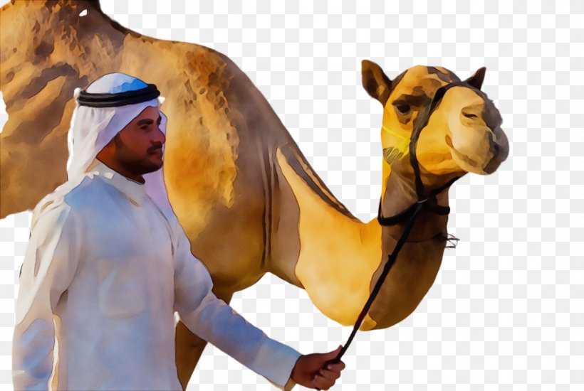 Dromedary Horse Stock Photography Image Saudi Arabia, PNG, 1192x800px, Dromedary, Adaptation, Arabian Camel, Arabic Language, Art Download Free