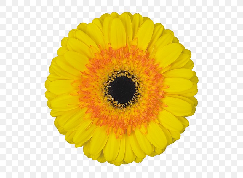 Flower Vase, PNG, 600x600px, Transvaal Daisy, Asterales, Barberton Daisy, Black, Calendula Download Free