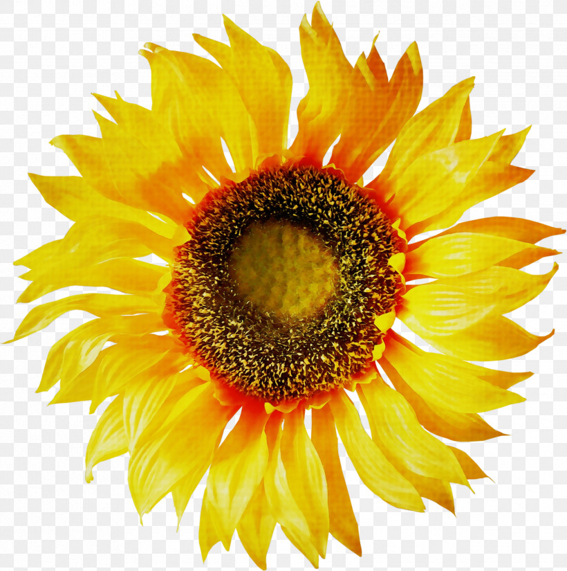 Vase With Twelve Sunflowers Sunflowers Fine Arts Vincent Van Gogh, PNG, 2441x2458px, Watercolor, Fine Arts, Paint, Sunflowers, Vase With Twelve Sunflowers Download Free