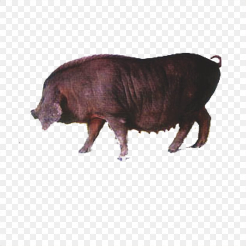 Wild Boar Icon, PNG, 1773x1773px, Wild Boar, Animal, Bull, Cattle Like Mammal, Domestic Pig Download Free