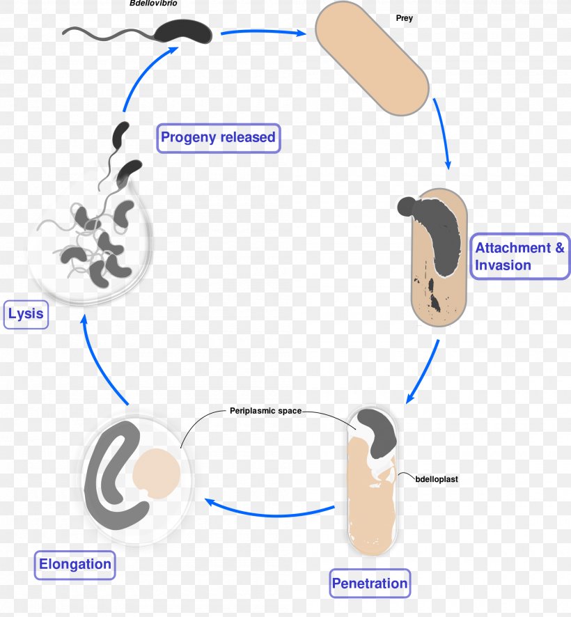 Bdellovibrio Gram-negative Bacteria Biological Life Cycle Bacterial ...