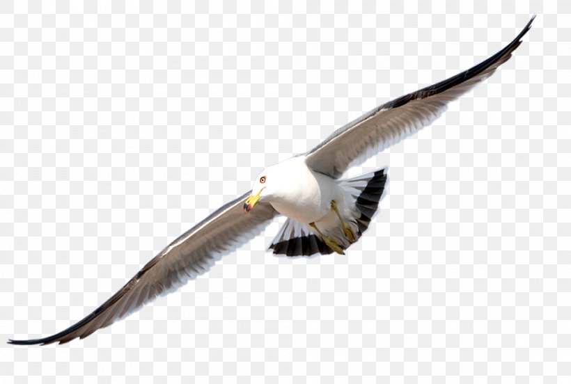 Bird Gulls Clip Art, PNG, 1000x674px, Bird, Beak, Cartoon, Charadriiformes, European Herring Gull Download Free