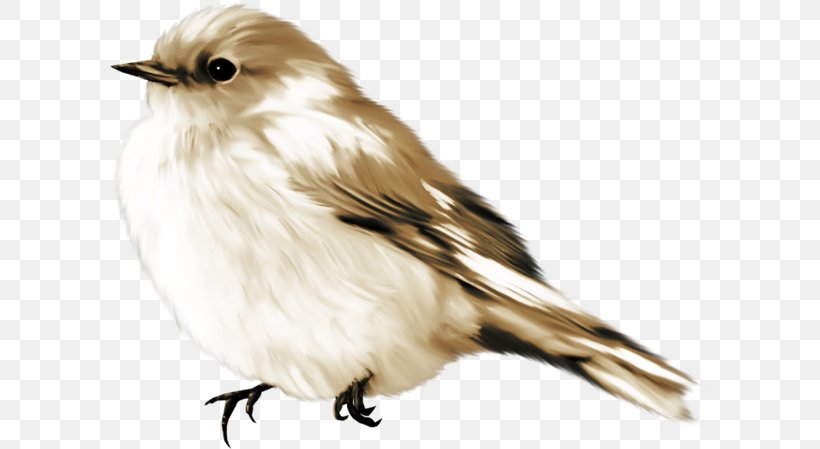 Bird House Sparrow, PNG, 600x449px, Bird, Beak, Fauna, Feather, Finch Download Free