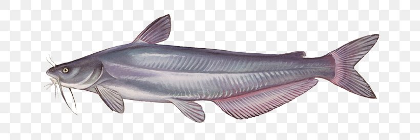 Blue Catfish Channel Catfish Common Carp Fishing, PNG, 721x273px, Blue Catfish, Angling, Animal Figure, Bony Fish, Carp Fishing Download Free