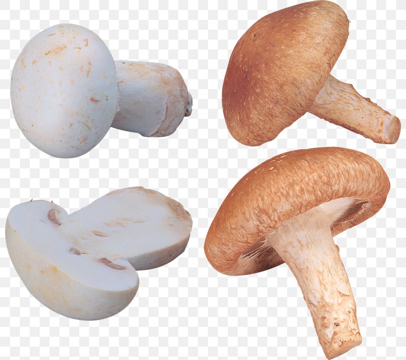 Common Mushroom Fungus Edible Mushroom, PNG, 800x727px, Common Mushroom, Agaricaceae, Agaricomycetes, Agaricus, Champignon Mushroom Download Free