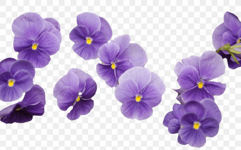 Cut Flowers Violet Purple Yellow, PNG, 1368x855px, Flower, Blue, Color, Cut Flowers, Floral Design Download Free