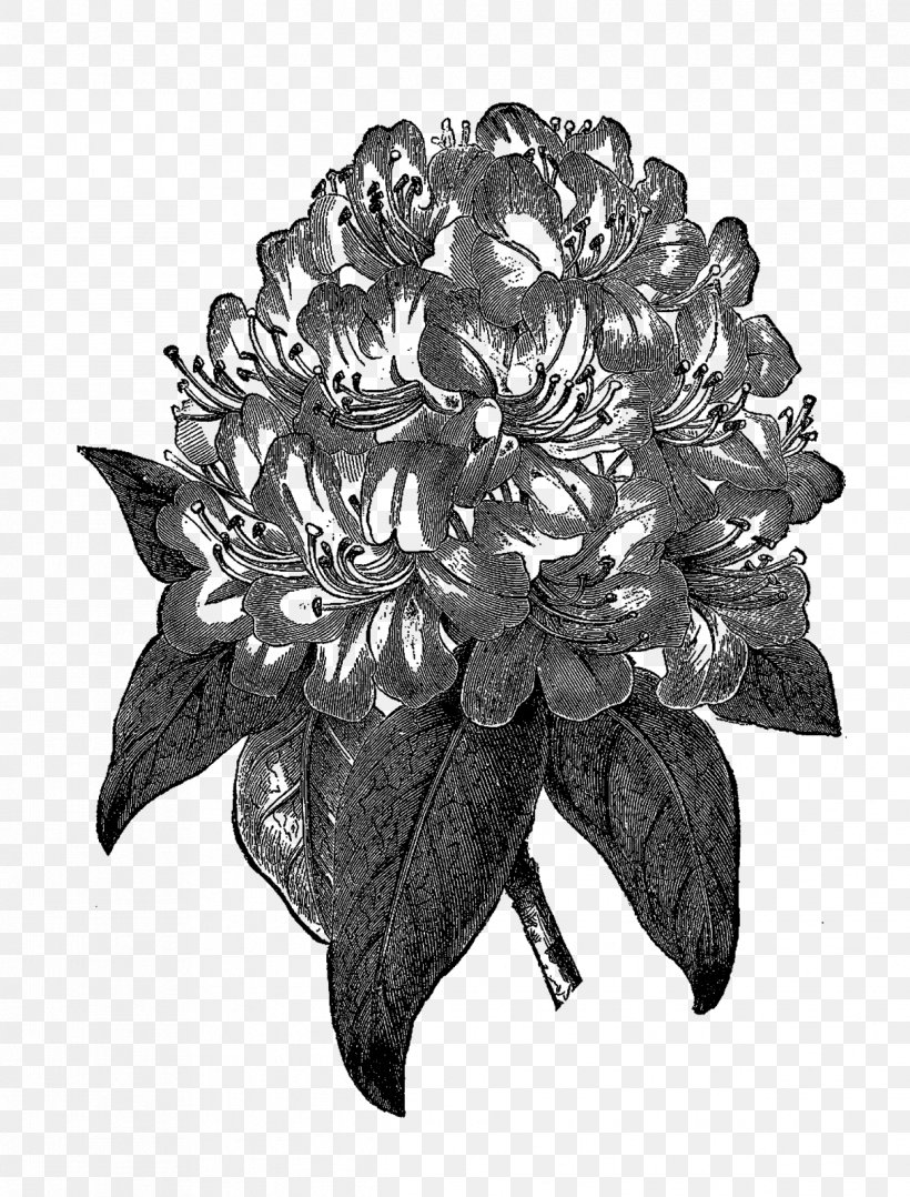 Rhododendron Drawing Botany Clip Art, PNG, 1216x1600px, Rhododendron, Art, Azalea, Black And White, Botanical Illustration Download Free