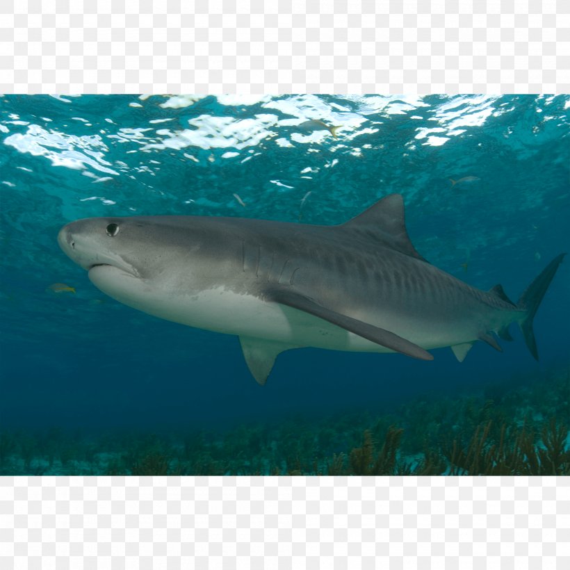 Tiger Shark Great White Shark Lamnidae Requiem Sharks, PNG, 2000x2000px, Tiger Shark, Biology, Carcharhiniformes, Cartilaginous Fish, Ecosystem Download Free
