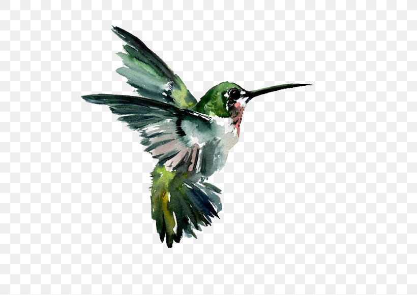 Hummingbird, PNG, 564x581px, Bird, Beak, Coraciiformes, Hummingbird, Plant Download Free