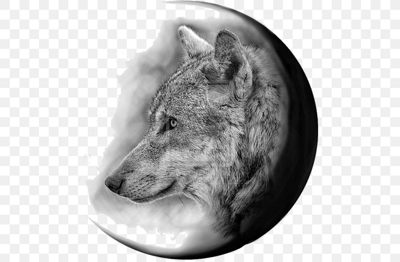 Gray Wolf Coyote Tattoo Flash Jackal, PNG, 500x537px, Gray Wolf, Bed, Black And White, Coyote, Dog Like Mammal Download Free