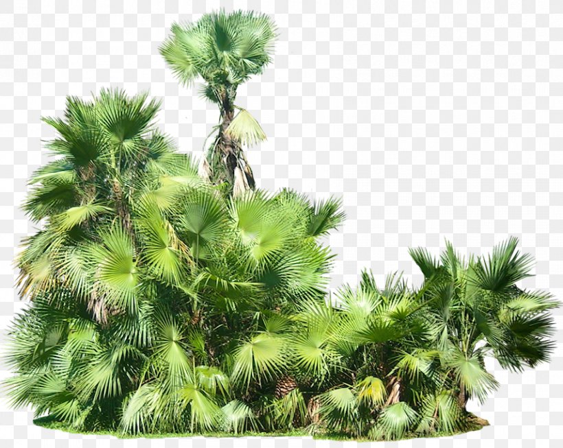 Plant Clip Art, PNG, 856x682px, Acoelorrhaphe, Acoelorrhaphe Wrightii, Areca Palm, Arecaceae, Conifer Download Free
