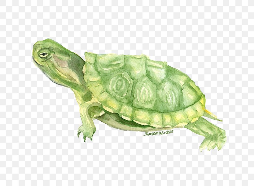 Turtle Watercolor Painting Drawing, PNG, 750x600px, Turtle, Animal Painter, Art, Cartoon, Drawing Download Free