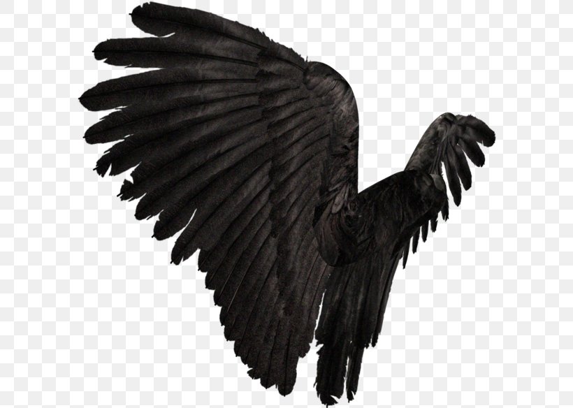 Wing American Crow Prichard Clip Art, PNG, 600x584px, Wing, American Crow, Beak, Bird, Bird Of Prey Download Free
