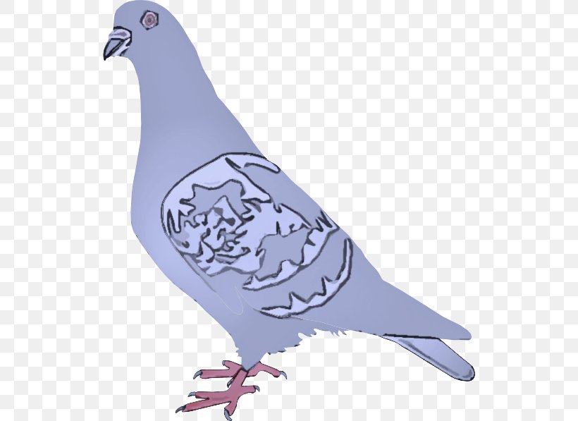 Bird Rock Dove Stock Dove Pigeons And Doves Beak, PNG, 528x597px, Bird, Beak, Pigeons And Doves, Rock Dove, Stock Dove Download Free