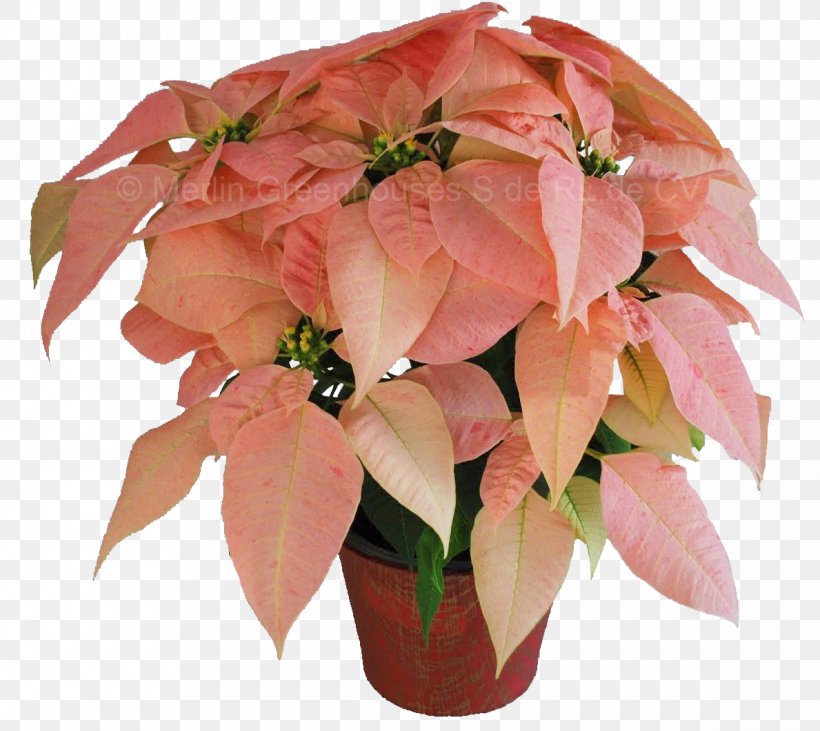 Cut Flowers Poinsettia Plant Floristry, PNG, 1189x1061px, Flower, Color, Cut Flowers, De Noche Buena, Floristry Download Free