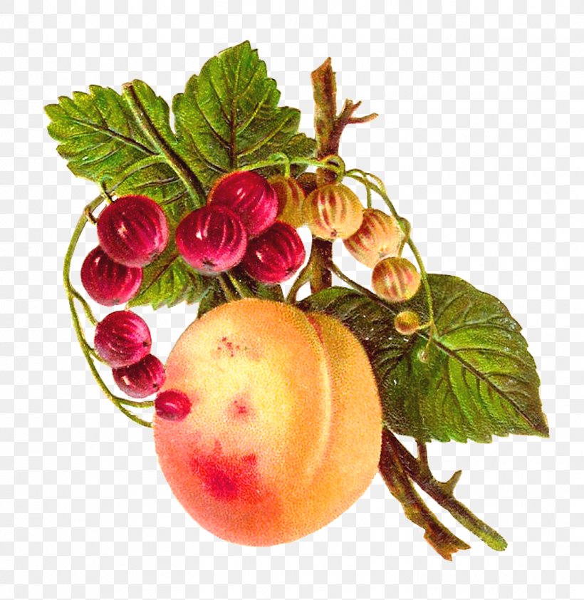 Food Fruit Peach Apple Clip Art, PNG, 1557x1600px, Food, Apple, Apricot, Berry, Botany Download Free