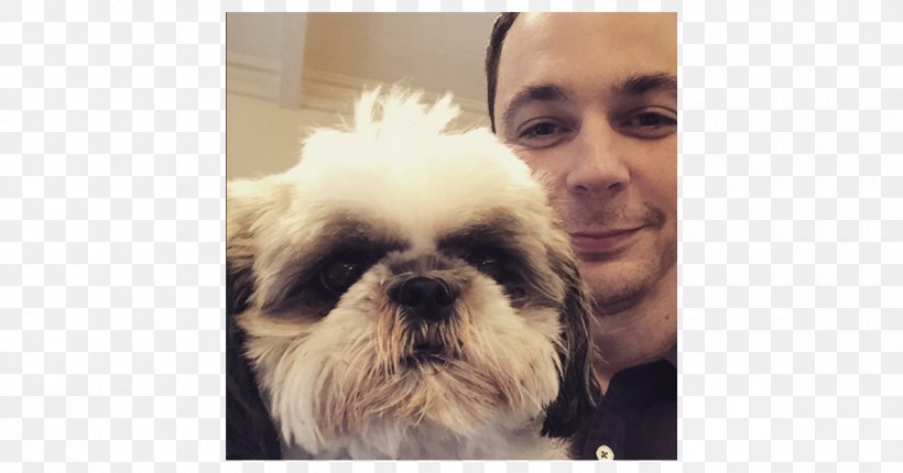 Jim Parsons Shih Tzu Puppy Lhasa Apso Chinese Imperial Dog, PNG, 1200x630px, 71st Golden Globe Awards, Jim Parsons, Actor, Big Bang Theory, Carnivoran Download Free