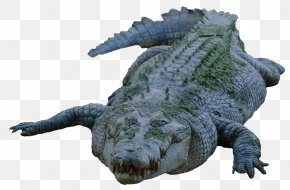 Crocodile - Nile Crocodile Alligators Transparency PNG