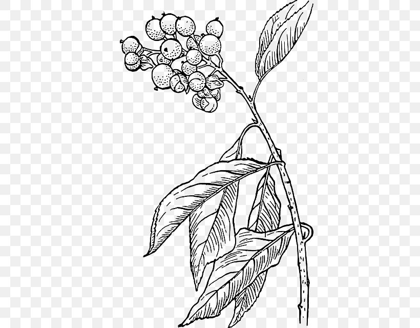 Berry Clip Art, PNG, 405x640px, Berry, Arm, Art, Artwork, Black And White Download Free
