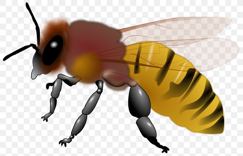 Honey Bee Insect Clip Art, PNG, 800x528px, Bee, Arthropod, Bee Sting, Beehive, Bumblebee Download Free
