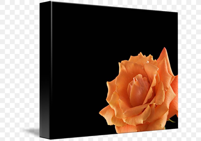 Rose Imagekind Orange Art Poster, PNG, 650x575px, Rose, Art, Black, Canvas, Flower Download Free