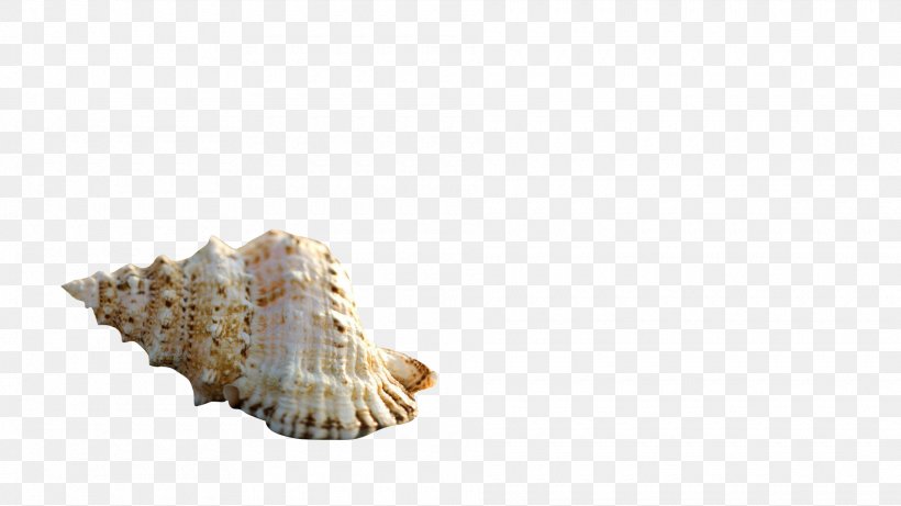 Seashell Starfish Conchology Sea Snail, PNG, 1920x1080px, Seashell, Animal, Conch, Conchology, Desktop Metaphor Download Free