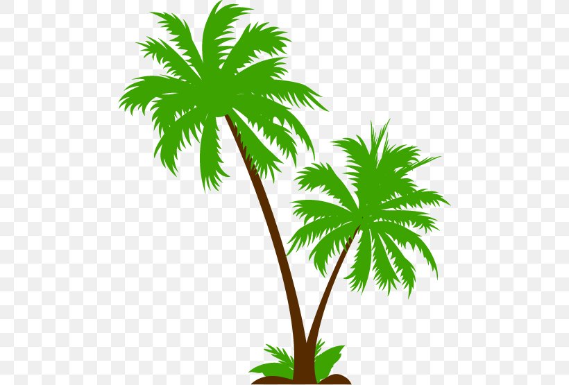 Drawing Arecaceae Tree, PNG, 480x555px, Drawing, Arecaceae, Arecales, Borassus Flabellifer, Branch Download Free
