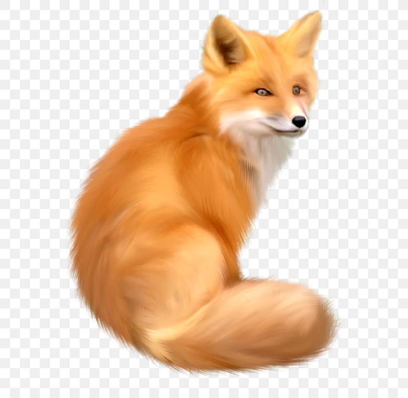 Red Fox Clip Art, PNG, 577x800px, Red Fox, Carnivoran, Companion Dog, Dog Breed, Dog Breed Group Download Free