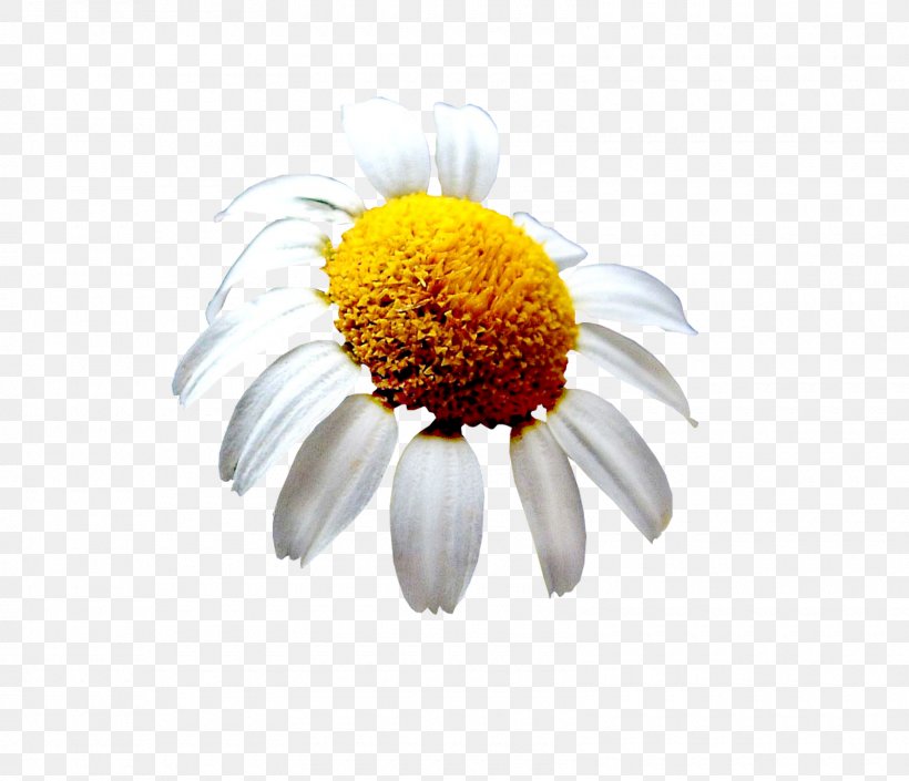 Cut Flowers Email Oxeye Daisy Petal, PNG, 1600x1376px, 2012, Flower, Chamaemelum Nobile, Chamomiles, Cut Flowers Download Free