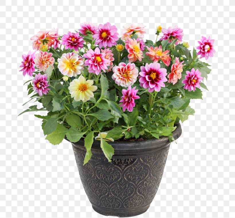 Flowerpot Dahlia Royalty-free Stock Photography, PNG, 800x761px, Flowerpot, Annual Plant, Aster, Chrysanths, Container Download Free