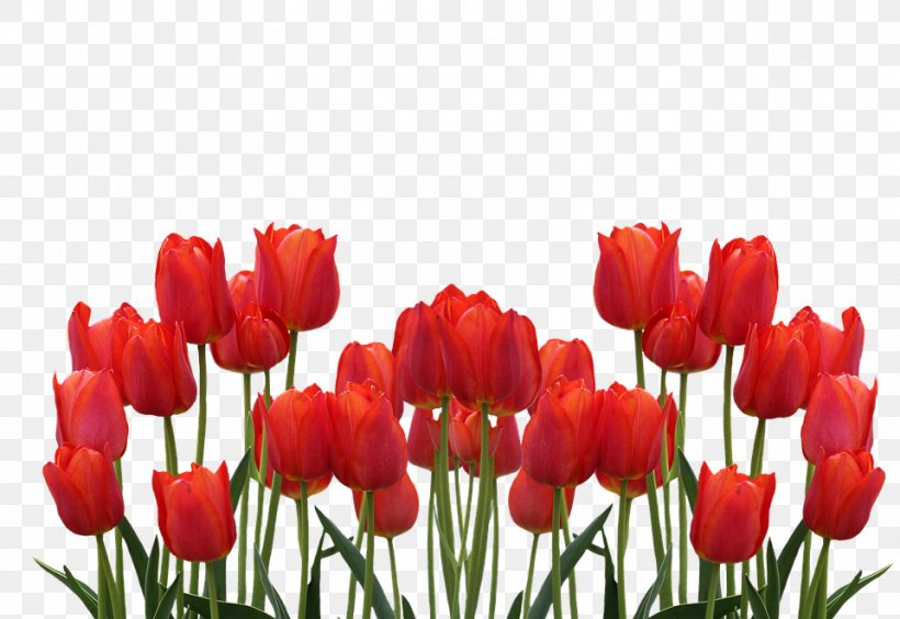 Foundation Tulip Route Dronten Flower, PNG, 960x661px, Tulip, Color, Cut Flowers, Flower, Flowering Plant Download Free