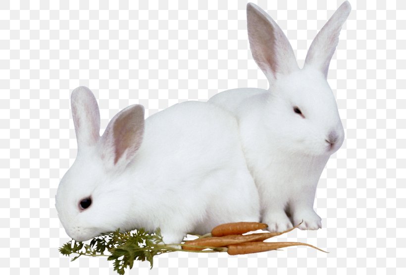 Hare European Rabbit Easter Bunny, PNG, 600x555px, Hare, Digital Image, Domestic Rabbit, Easter, Easter Bunny Download Free