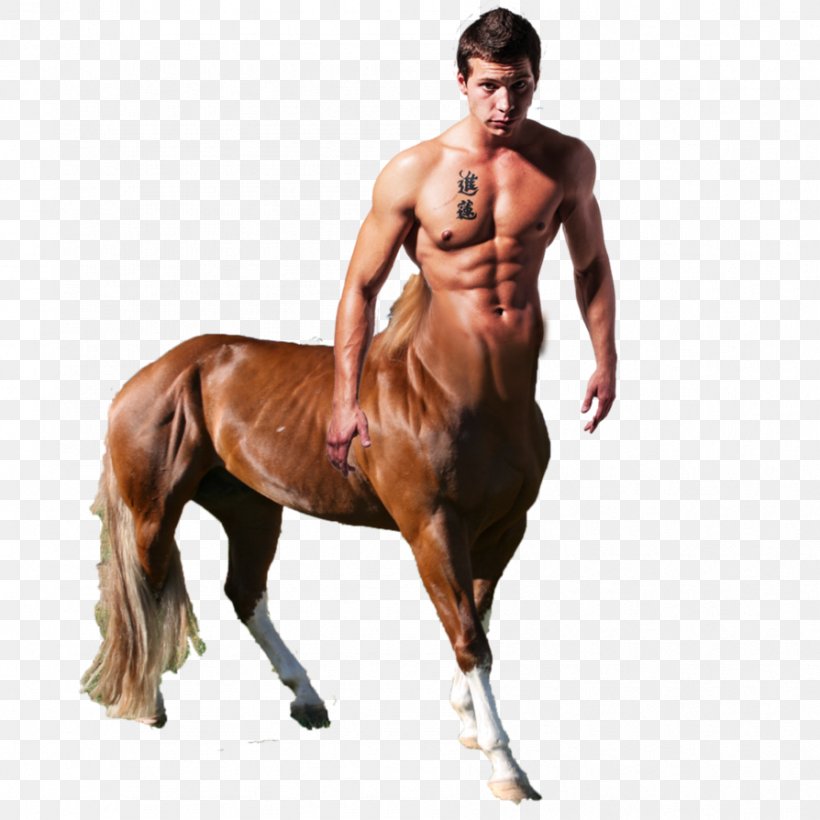 Horse Centaur Human Body Equestrian Human Head, PNG, 894x894px, Horse, Abdomen, Bridle, Centaur, English Riding Download Free