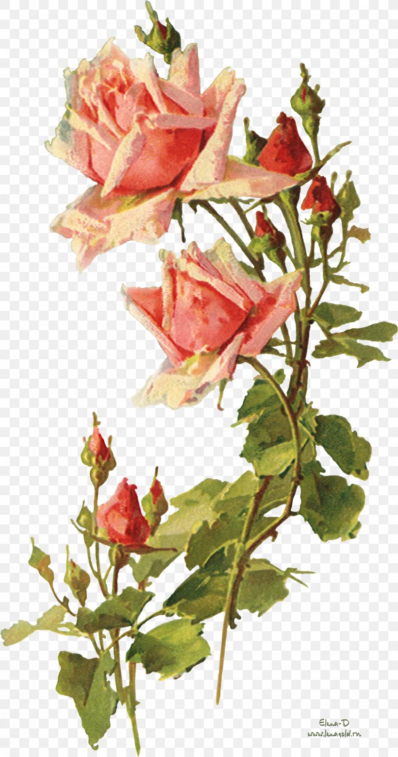 Garden Roses Flower Vintage Clothing Clip Art, PNG, 1568x2982px, Garden Roses, Cut Flowers, Decoupage, Flora, Floral Design Download Free