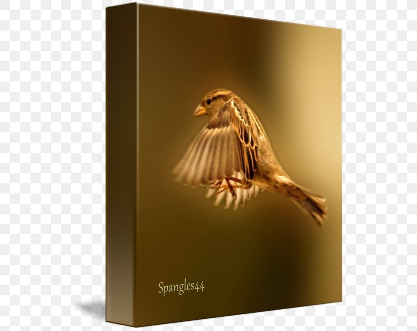 House Sparrow Bird Finches Flight, PNG, 541x650px, Sparrow, Animal, Beak, Bird, Fauna Download Free