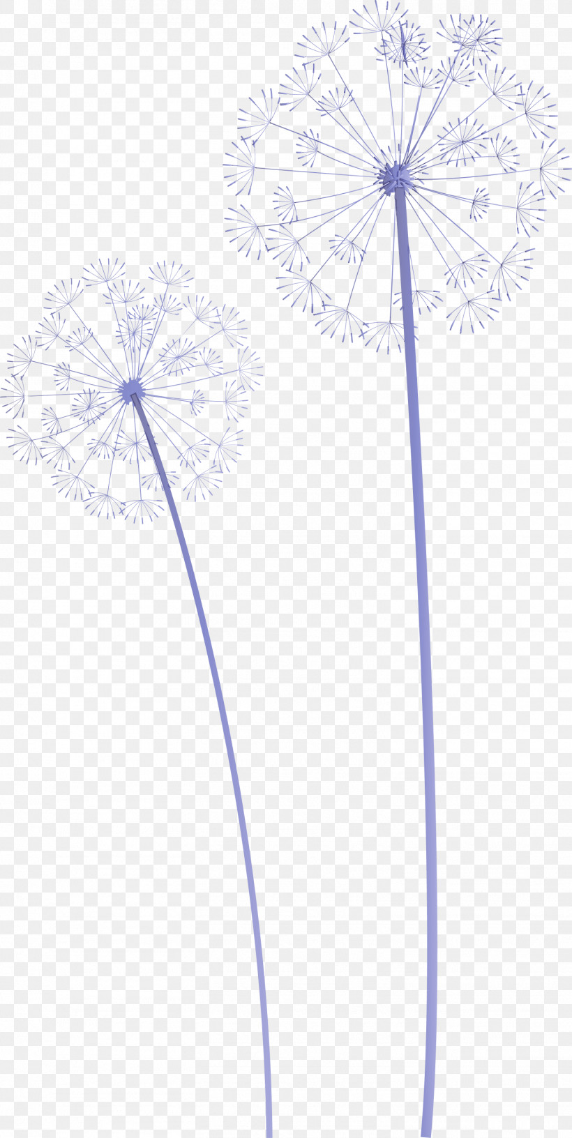 Dandelion, PNG, 1507x3000px, Dandelion, Biology, Cobalt, Cobalt Blue, Flora Download Free