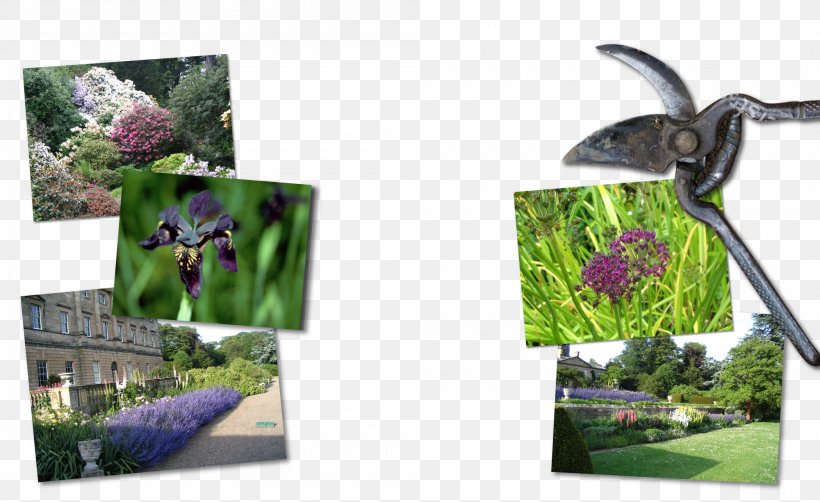 Plant Plastic Pollinator Tree Purple, PNG, 2000x1225px, Plant, Flora, Grass, Organism, Plastic Download Free