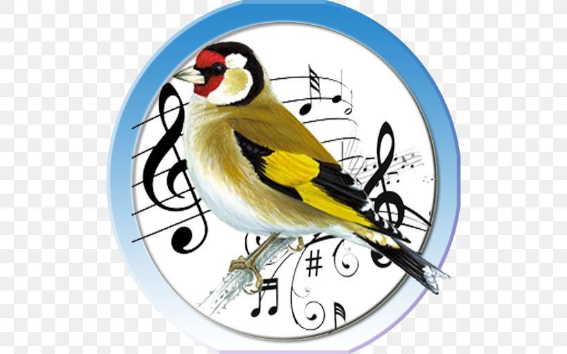 Bird Finches Beak Aïn Chock European Goldfinch, PNG, 512x512px, Bird, Basmala, Beak, Casablanca, Casablancasettat Download Free