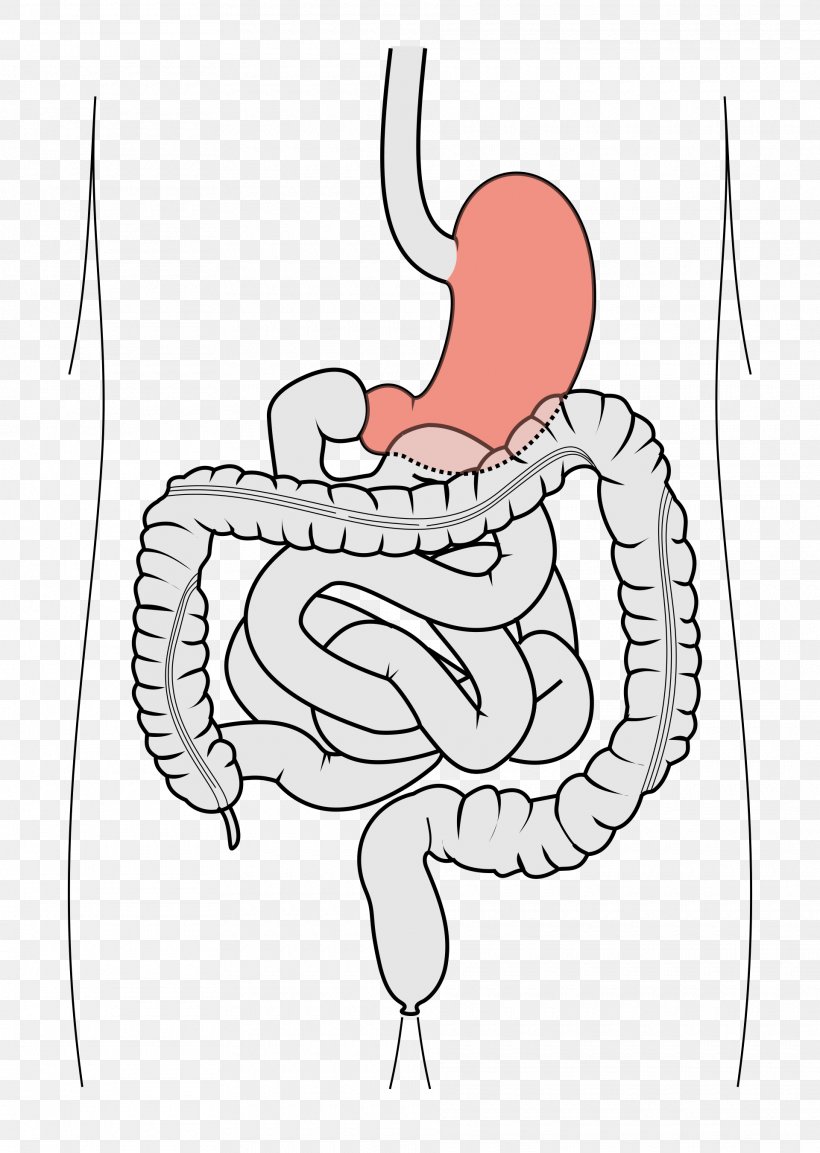 Duodenum Finger Appendix Gastrointestinal Tract Small Intestine, PNG, 1920x2702px, Watercolor, Cartoon, Flower, Frame, Heart Download Free