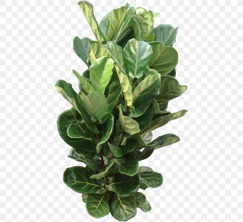 Fiddle-leaf Fig Weeping Fig Common Fig Houseplant, PNG, 455x748px, Fiddleleaf Fig, Arrowroot Family, Bonsai, Chard, Common Fig Download Free
