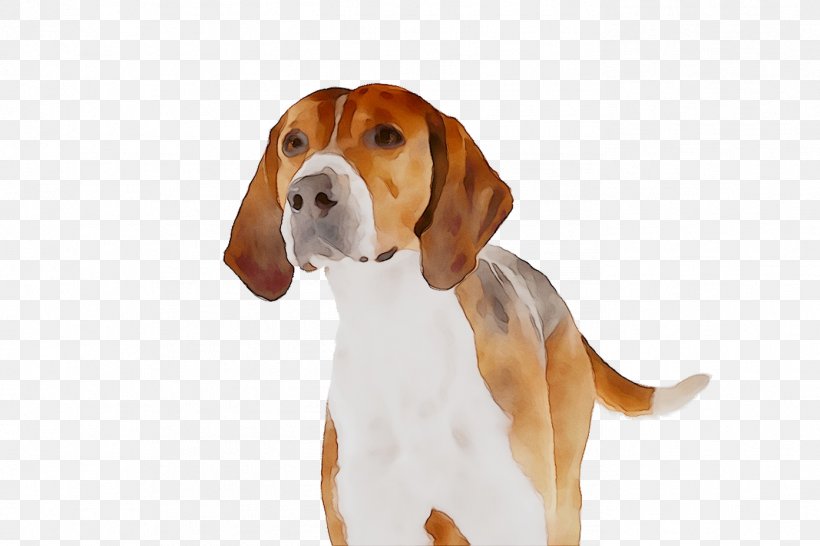 Harrier English Foxhound American Foxhound Beagle Hamilton Hound, PNG, 1392x928px, Harrier, American English Coonhound, American Foxhound, American Kennel Club, Artois Hound Download Free