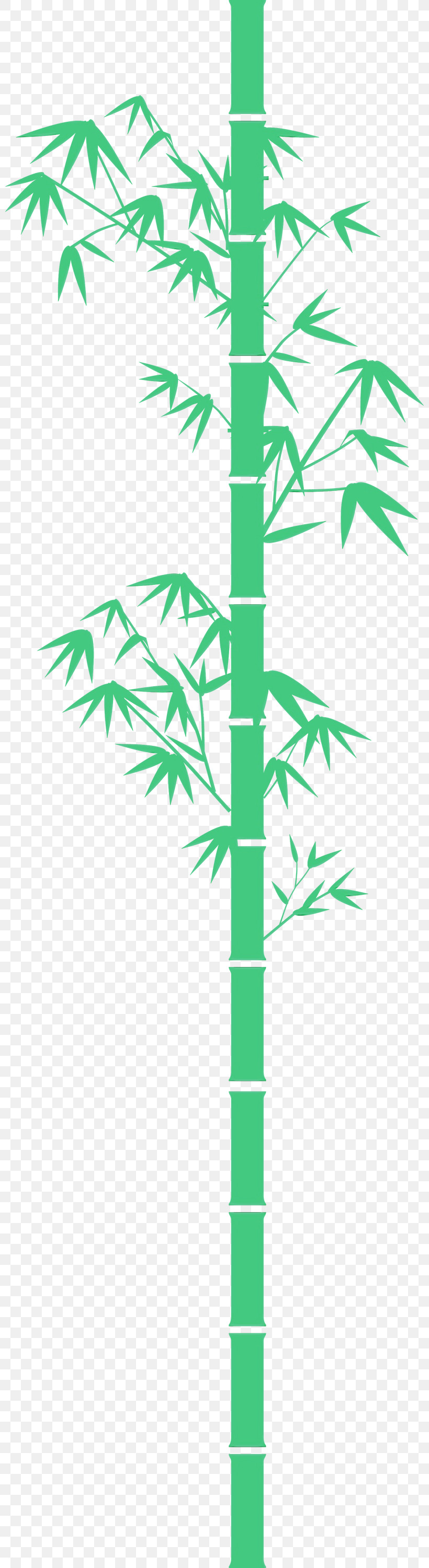 Palm Tree, PNG, 800x3000px, Bamboo, Arecales, Branch, Hemp Family, Leaf Download Free