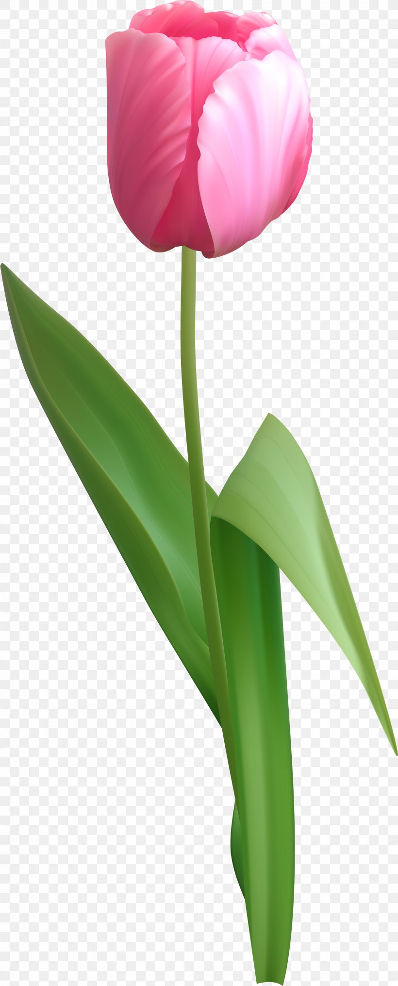 Clip Art Tulip Image Flower, PNG, 3190x7903px, Tulip, Anthurium, Botany, Cut Flowers, Drawing Download Free
