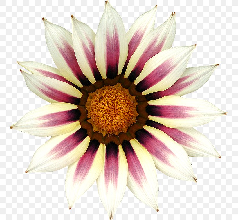 Royalty-free Flower Photography, PNG, 750x760px, Royaltyfree, Arts, Clipping Path, Close Up, Coneflower Download Free