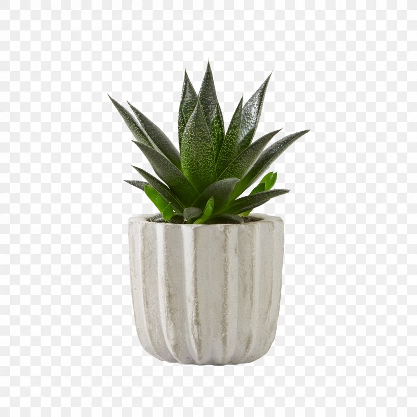 Aloe Vera Agave Succulent Plant Houseplant, PNG, 1800x1800px, Aloe Vera, Agave, Aloe, Blumenversand, Cut Flowers Download Free
