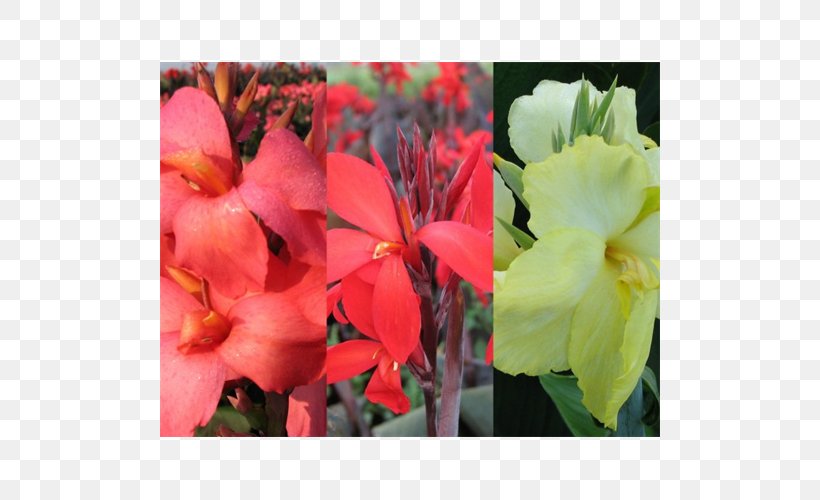 Canna Indian Shot Begonia Annual Plant Herbaceous Plant, PNG, 500x500px, Canna, Annual Plant, Begonia, Canna Family, Canna Lily Download Free