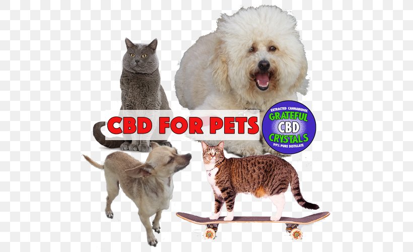 Cat Dog Breed Cannabidiol Cannabinoid, PNG, 500x500px, Cat, Cannabidiol, Cannabigerol, Cannabinoid, Cannabinoid Receptor Download Free