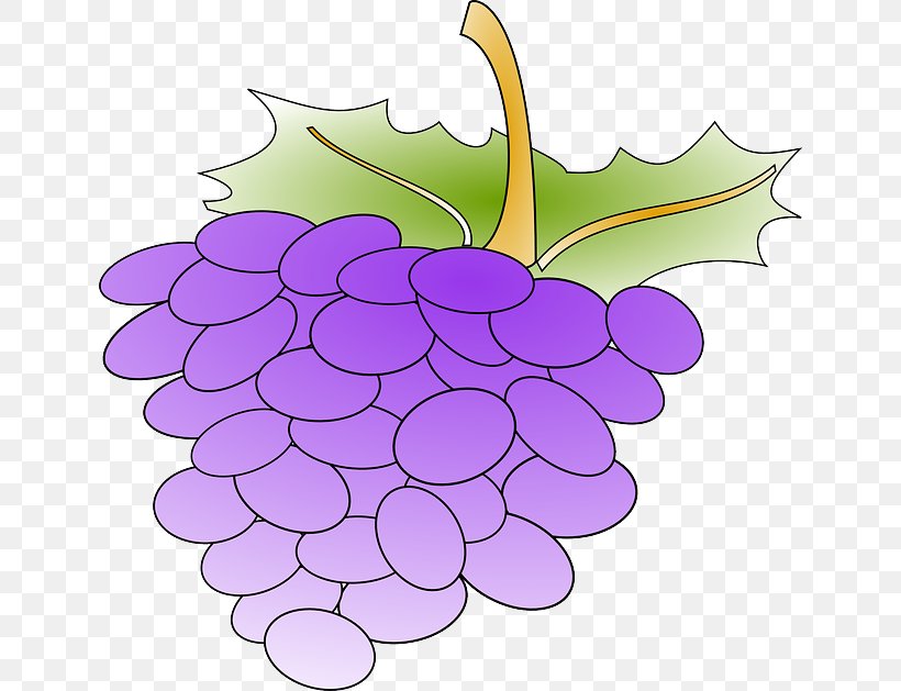 Common Grape Vine Wine Clip Art Openclipart, PNG, 640x629px, Common Grape Vine, Berries, Concord Grape, Flower, Flowering Plant Download Free